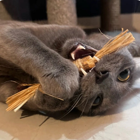 Purriva Natural Silvervine Dental Sticks