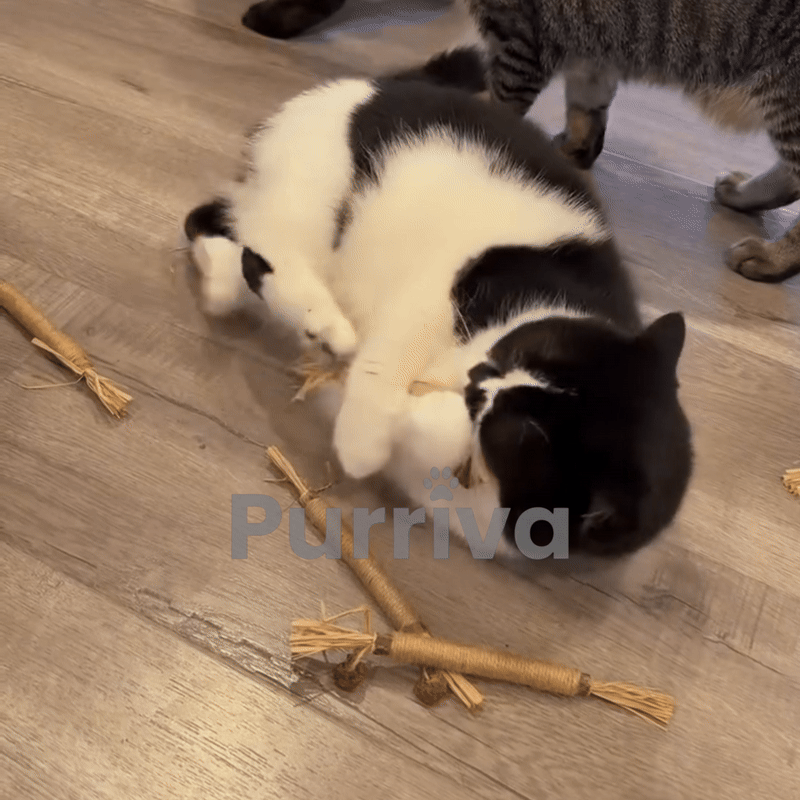 Purriva Natural Silvervine Dental Sticks